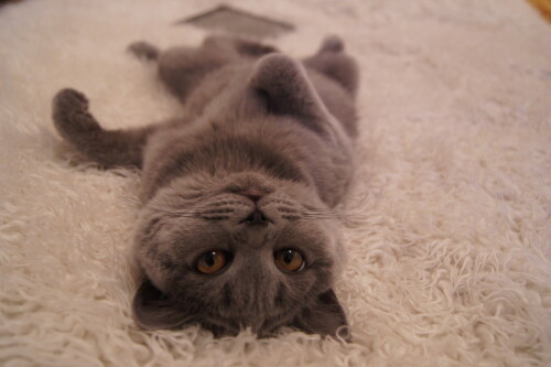 Kedi32adda2fb9218d0d.jpeg