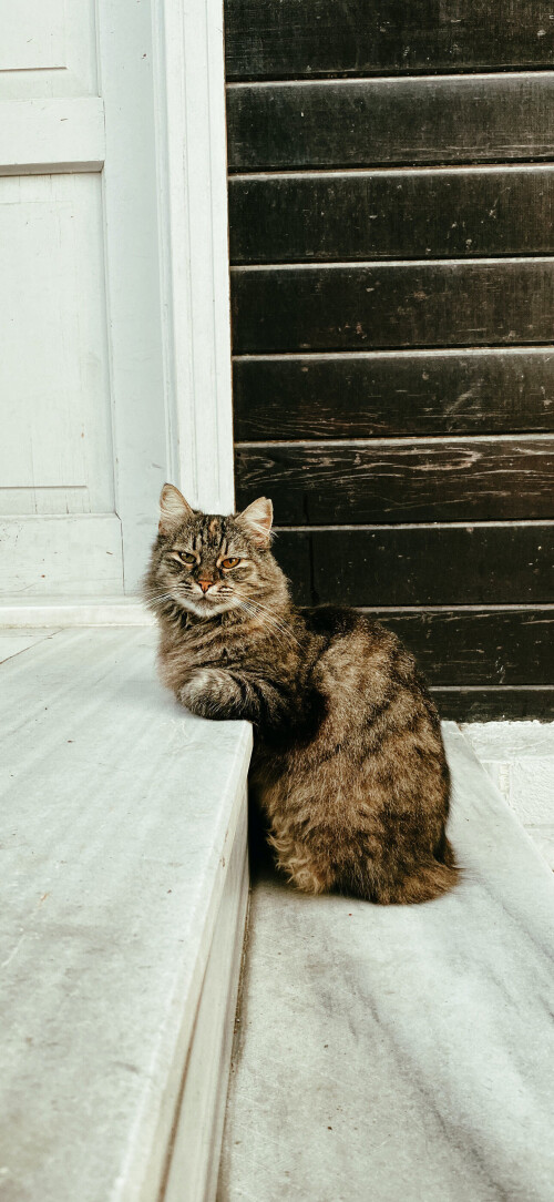Kedi3ba3e8a094ee049c.jpeg